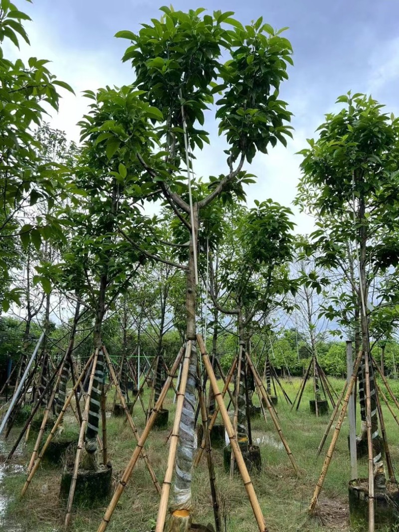 骨架白玉兰10～25公分产地直发规格齐全质量保证