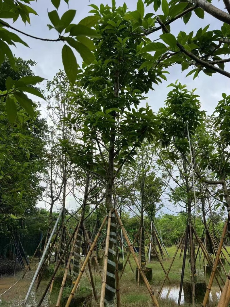 骨架白玉兰10～25公分产地直发规格齐全质量保证