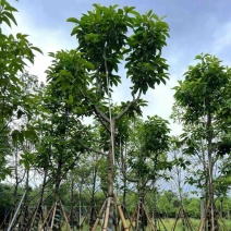骨架白玉兰10～25公分产地直发规格齐全质量保证
