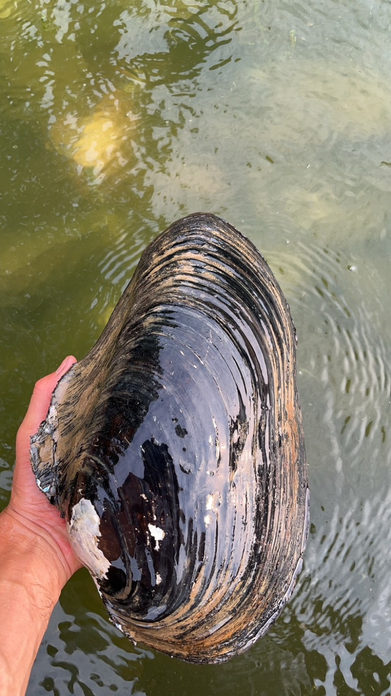 特大河蚌