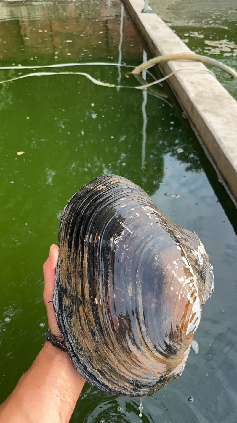 特大河蚌
