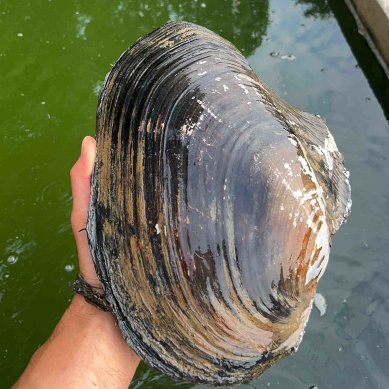 特大河蚌