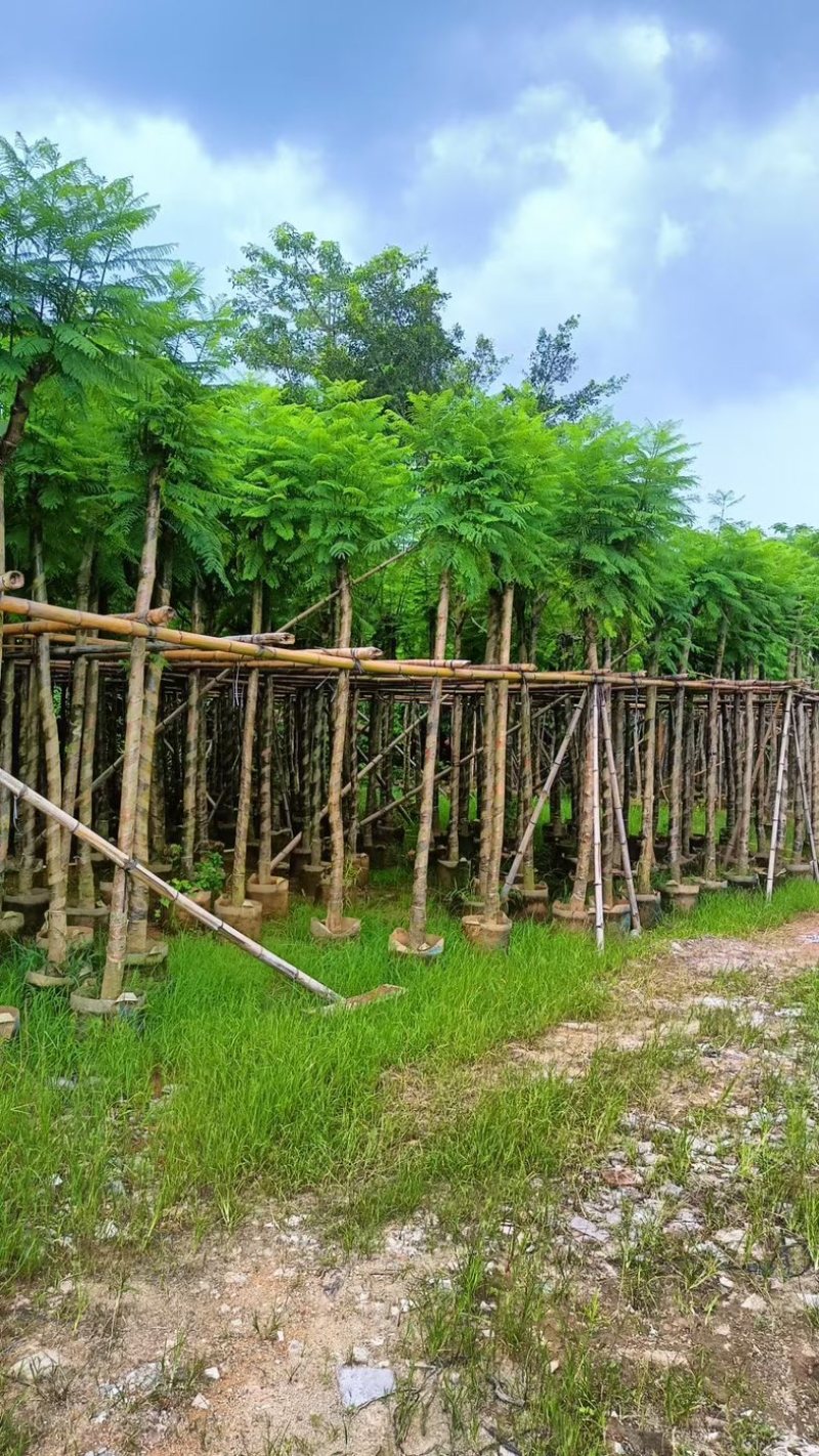 光杆骨架蓝花楹5～15公分产地直发规格齐全质量保证