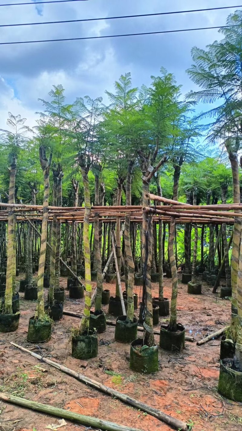光杆骨架蓝花楹5～15公分产地直发规格齐全质量保证