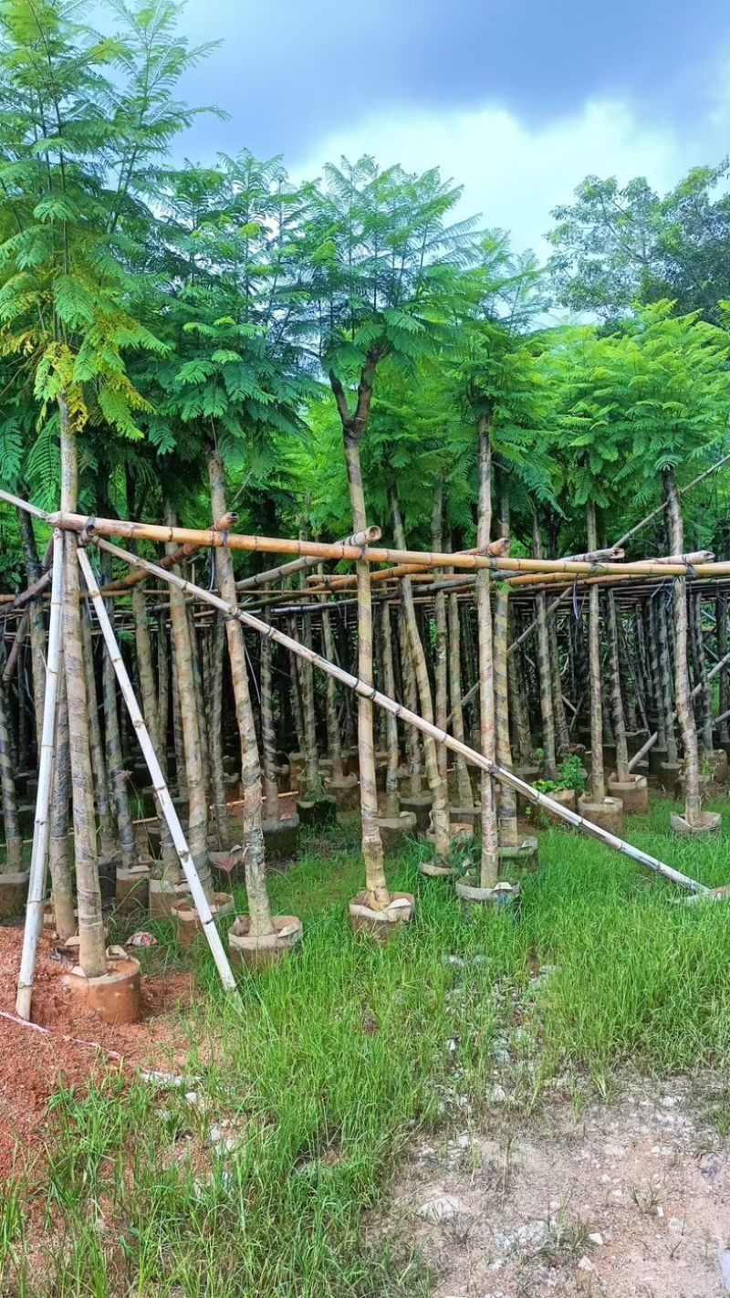 光杆骨架蓝花楹5～15公分产地直发规格齐全质量保证