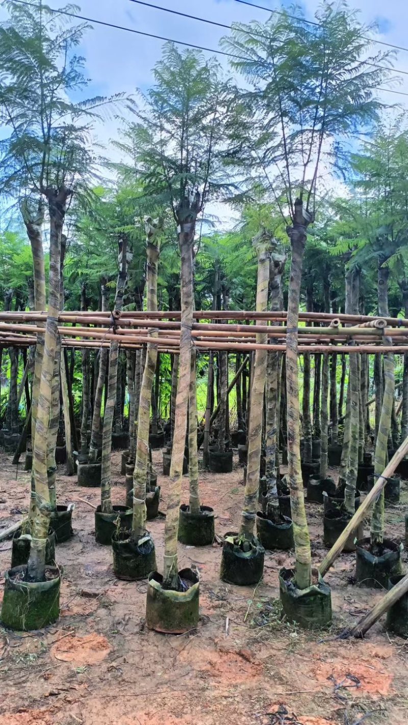 光杆骨架蓝花楹5～15公分产地直发规格齐全质量保证