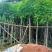 光杆骨架蓝花楹5～15公分产地直发规格齐全质量保证