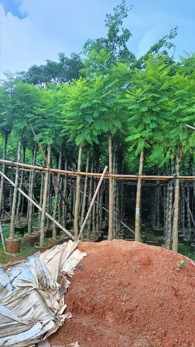 光杆骨架蓝花楹5～15公分产地直发规格齐全质量保证