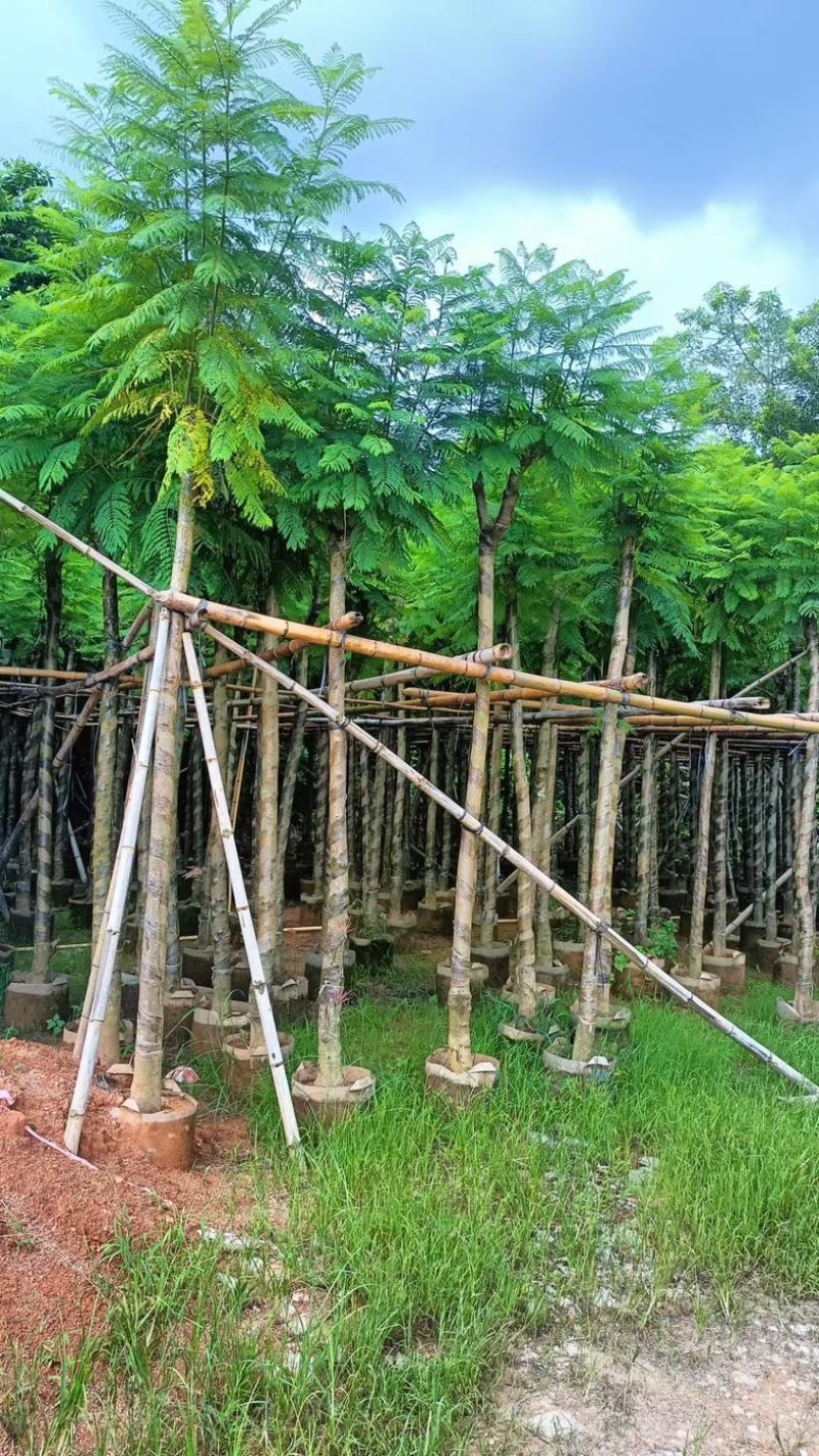 光杆骨架蓝花楹5～15公分产地直发规格齐全质量保证