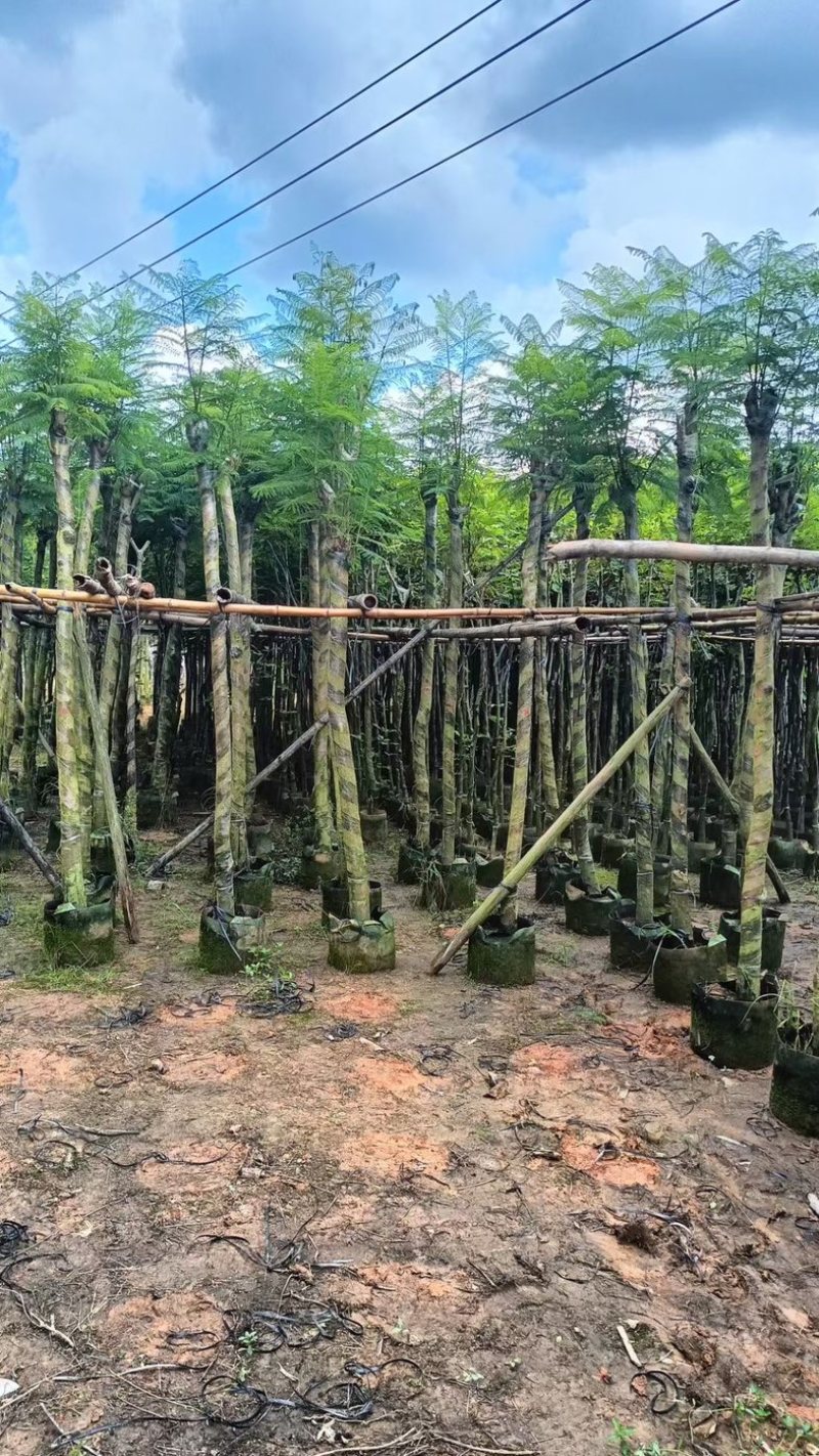 光杆骨架蓝花楹5～15公分产地直发规格齐全质量保证