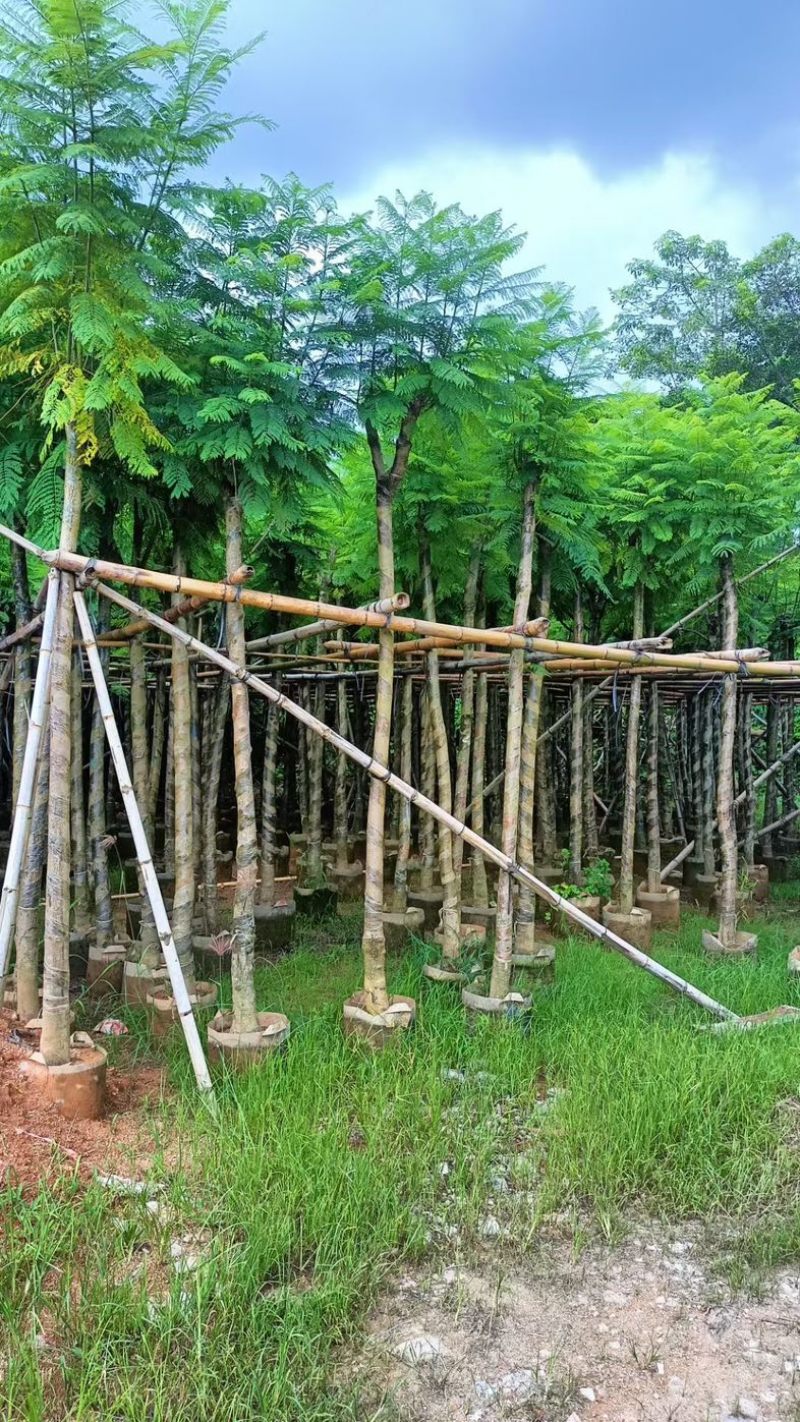 光杆骨架蓝花楹5～15公分产地直发规格齐全质量保证