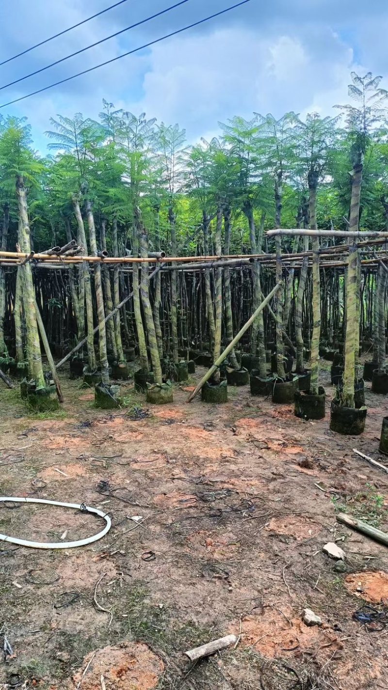 光杆骨架蓝花楹5～15公分产地直发规格齐全质量保证