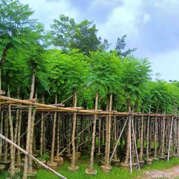 光杆骨架蓝花楹5～15公分产地直发规格齐全质量保证
