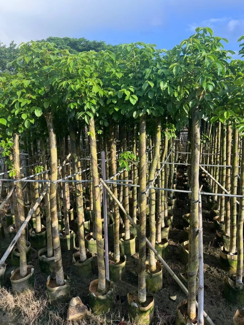 光杆重阳木8～20公分产地直发规格齐全质量保证