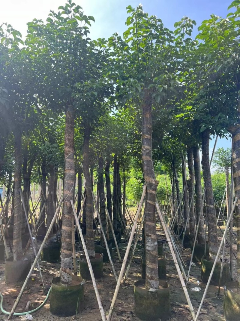 光杆重阳木8～20公分产地直发规格齐全质量保证