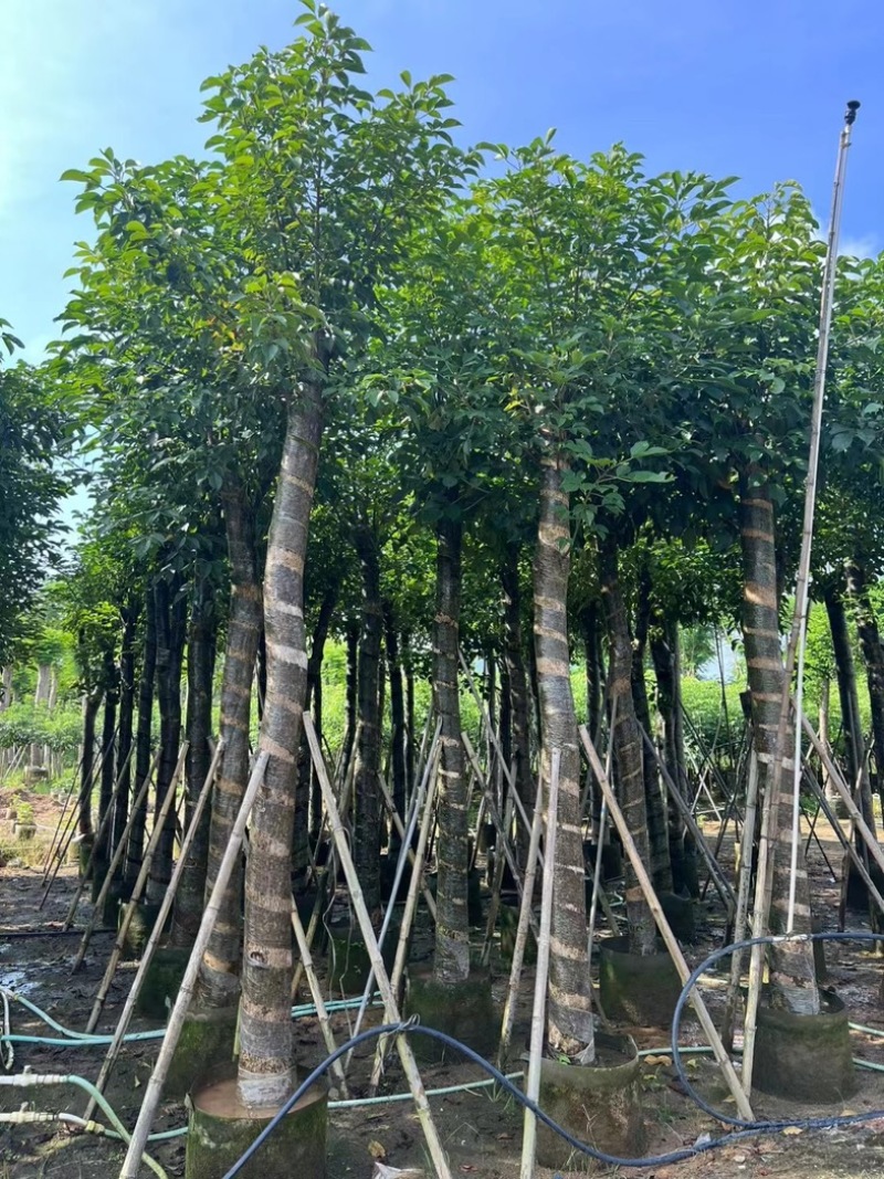 光杆重阳木8～20公分产地直发规格齐全质量保证