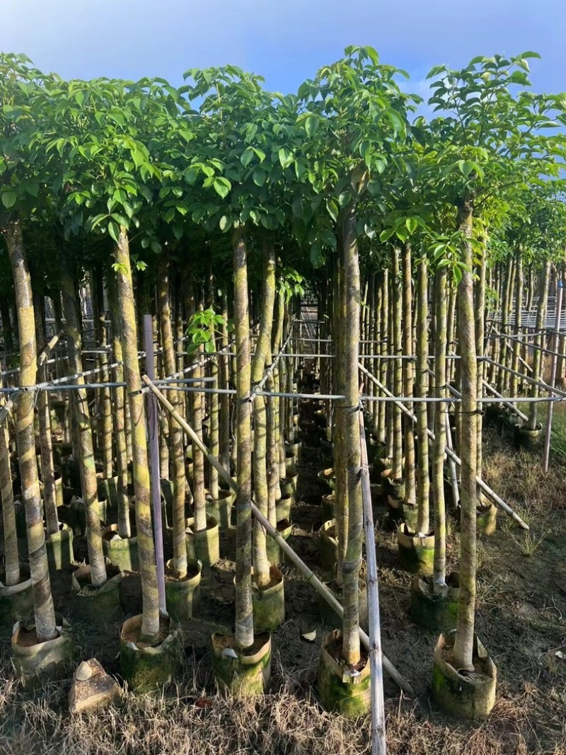 光杆重阳木8～20公分产地直发规格齐全质量保证