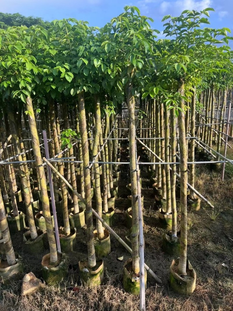 光杆重阳木8～20公分产地直发规格齐全质量保证