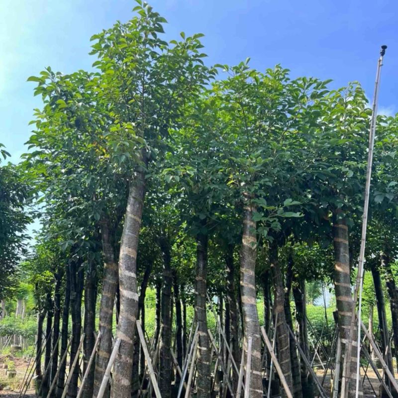 光杆重阳木8～20公分产地直发规格齐全质量保证