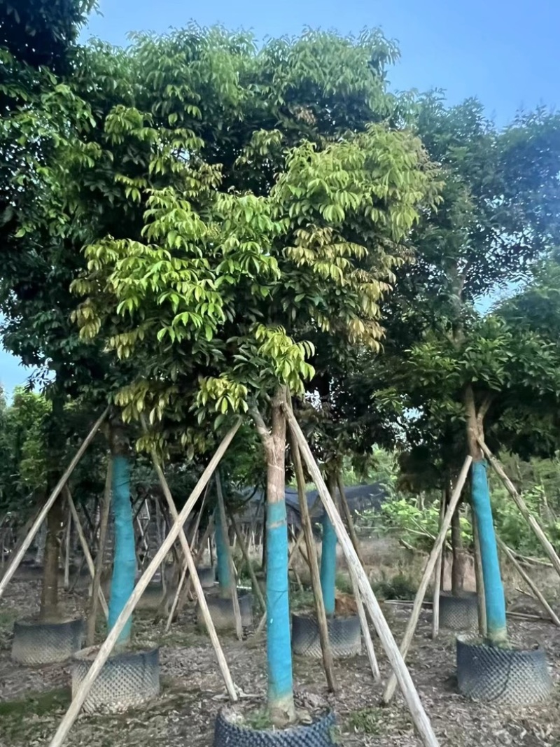 光杆骨架海南红豆15～20公分产地直发质量保证