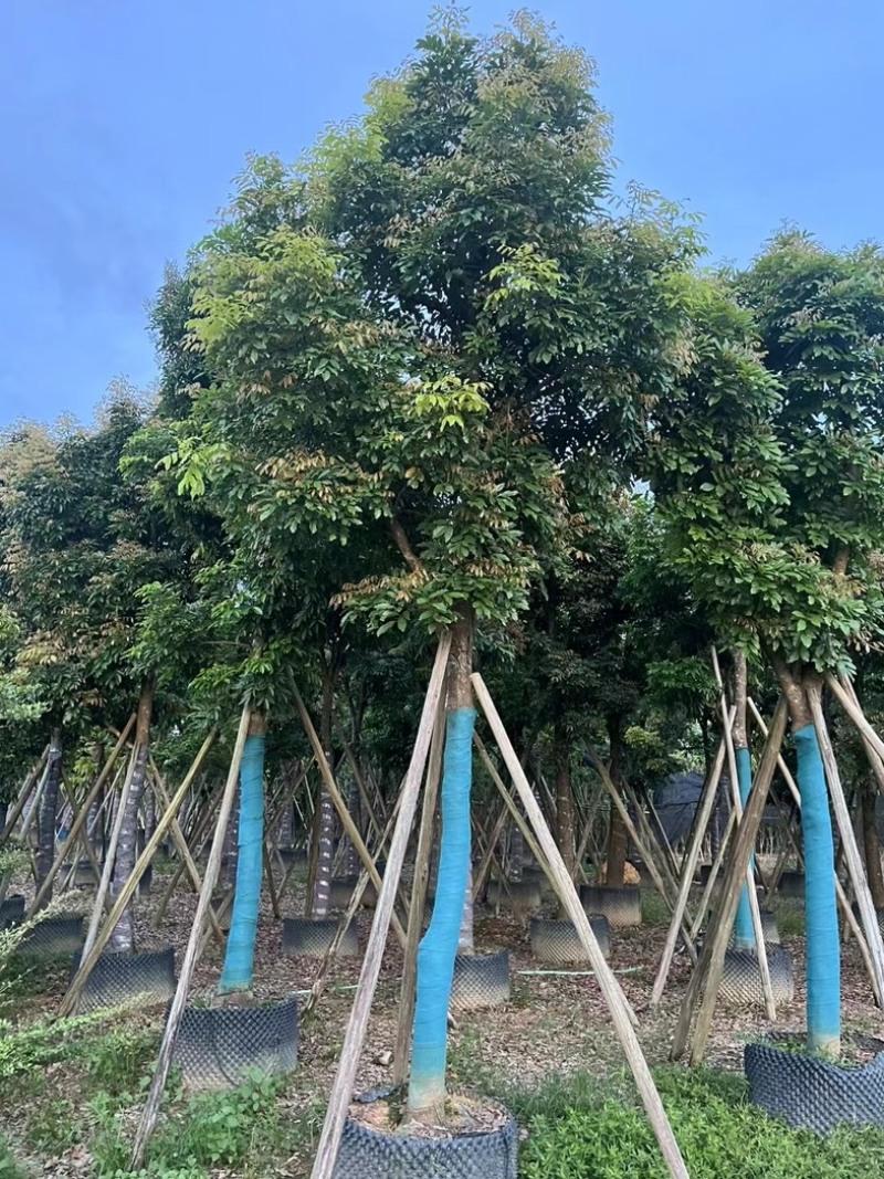 光杆骨架海南红豆15～20公分产地直发质量保证