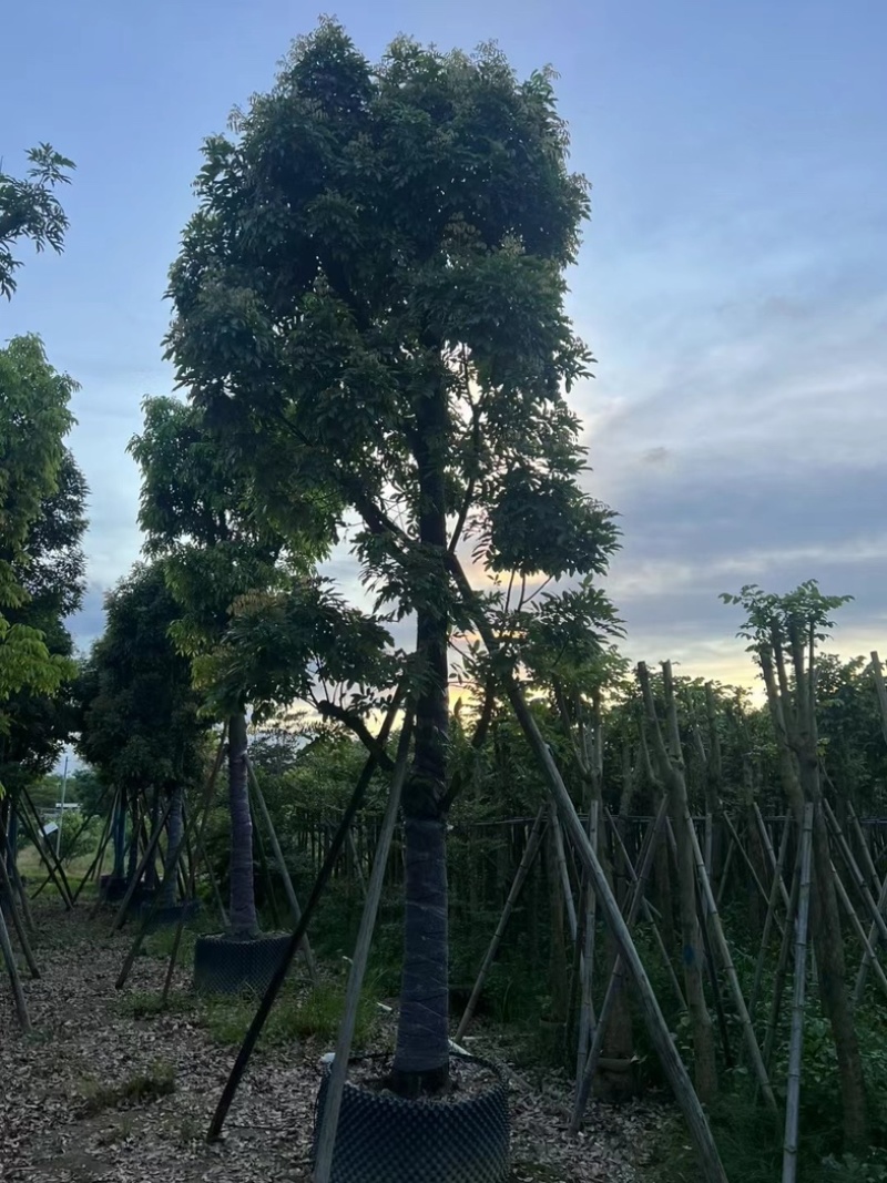 光杆骨架海南红豆15～20公分产地直发质量保证