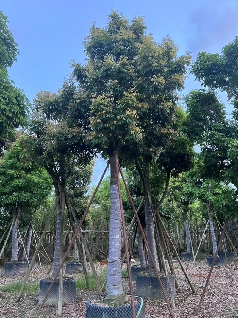 光杆骨架海南红豆15～20公分产地直发质量保证
