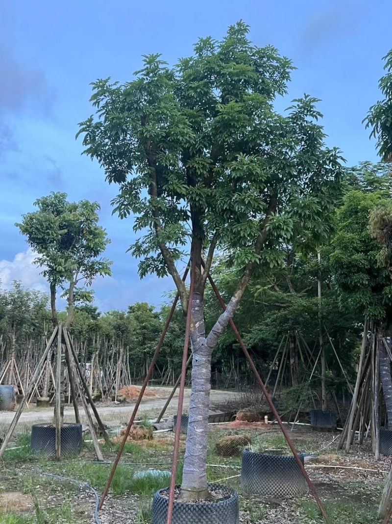 光杆骨架海南红豆15～20公分产地直发质量保证