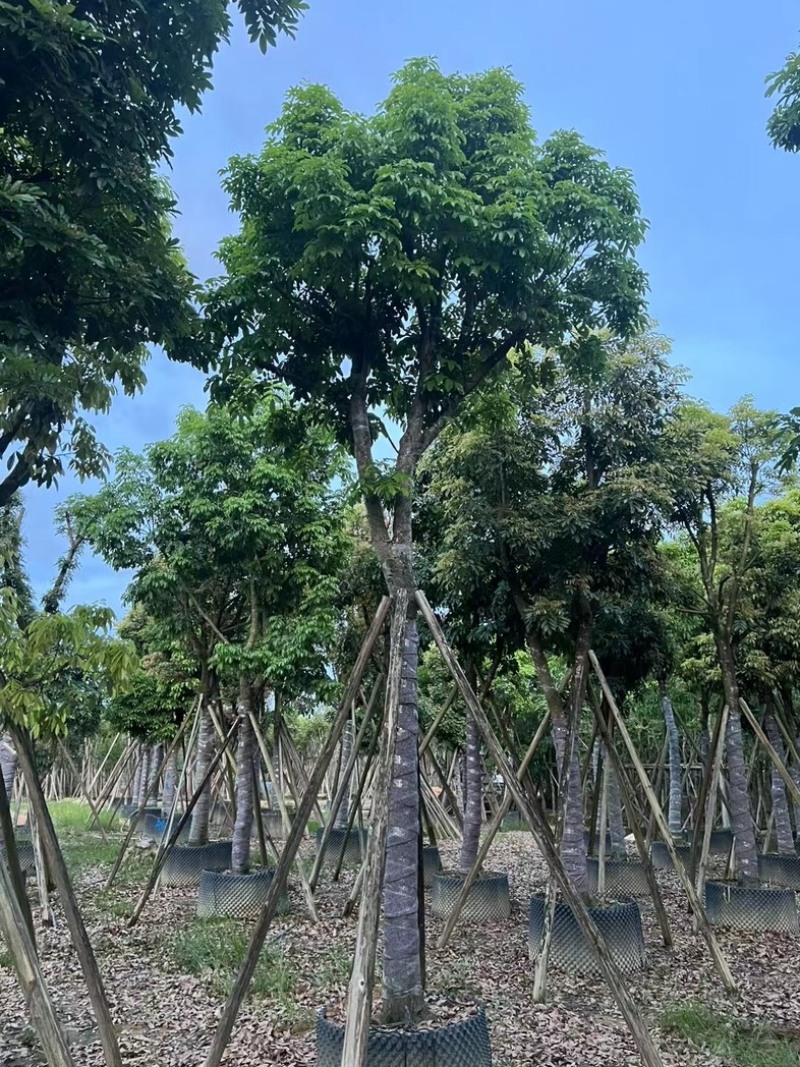 光杆骨架海南红豆15～20公分产地直发质量保证