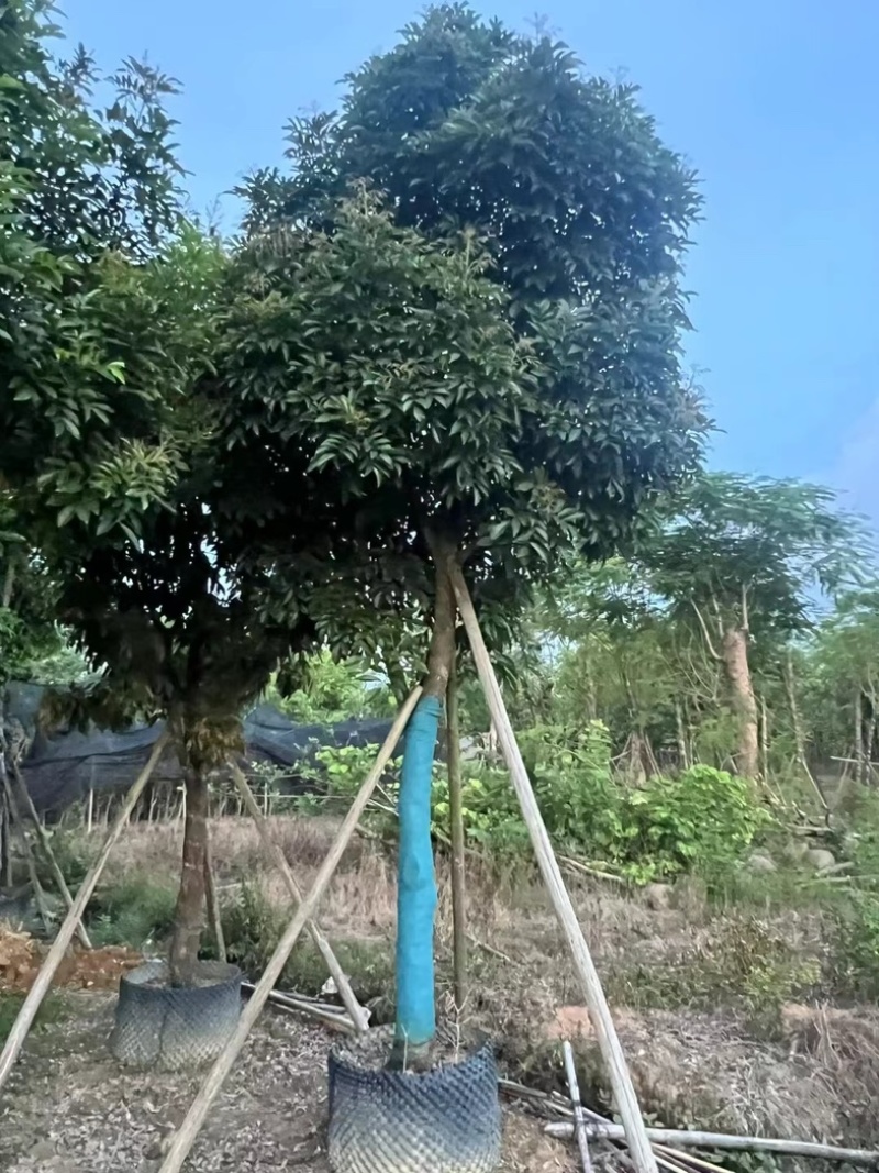 光杆骨架海南红豆15～20公分产地直发质量保证