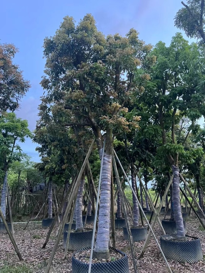 光杆骨架海南红豆15～20公分产地直发质量保证