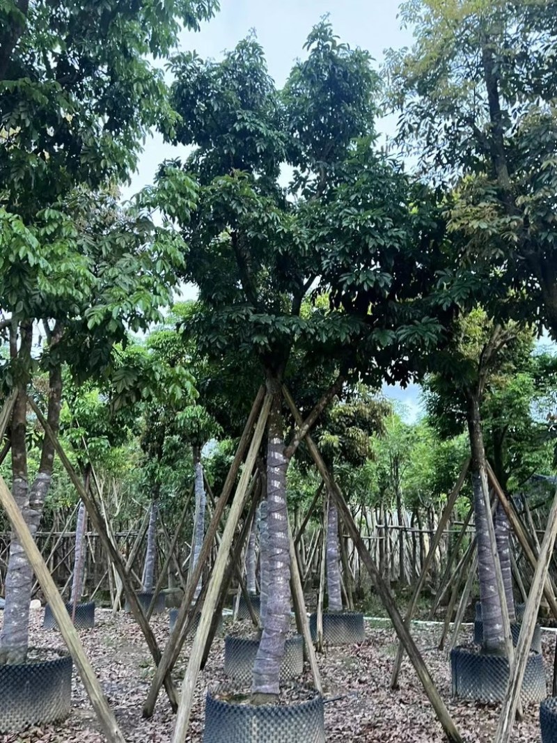 光杆骨架海南红豆15～20公分产地直发质量保证