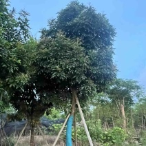 光杆骨架海南红豆15～20公分产地直发质量保证