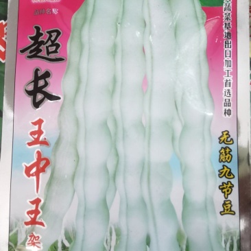 架豆种子超长王中王长荚厚肉白色四季豆结荚多采摘期长
