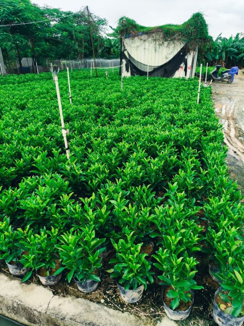 非洲茉莉小杯中杯布袋苗产地直发规格齐全质量保证
