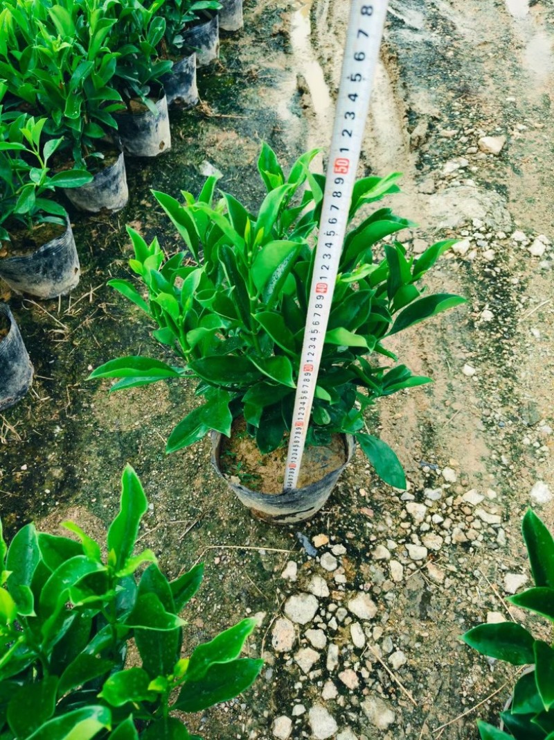 非洲茉莉小杯中杯布袋苗产地直发规格齐全质量保证