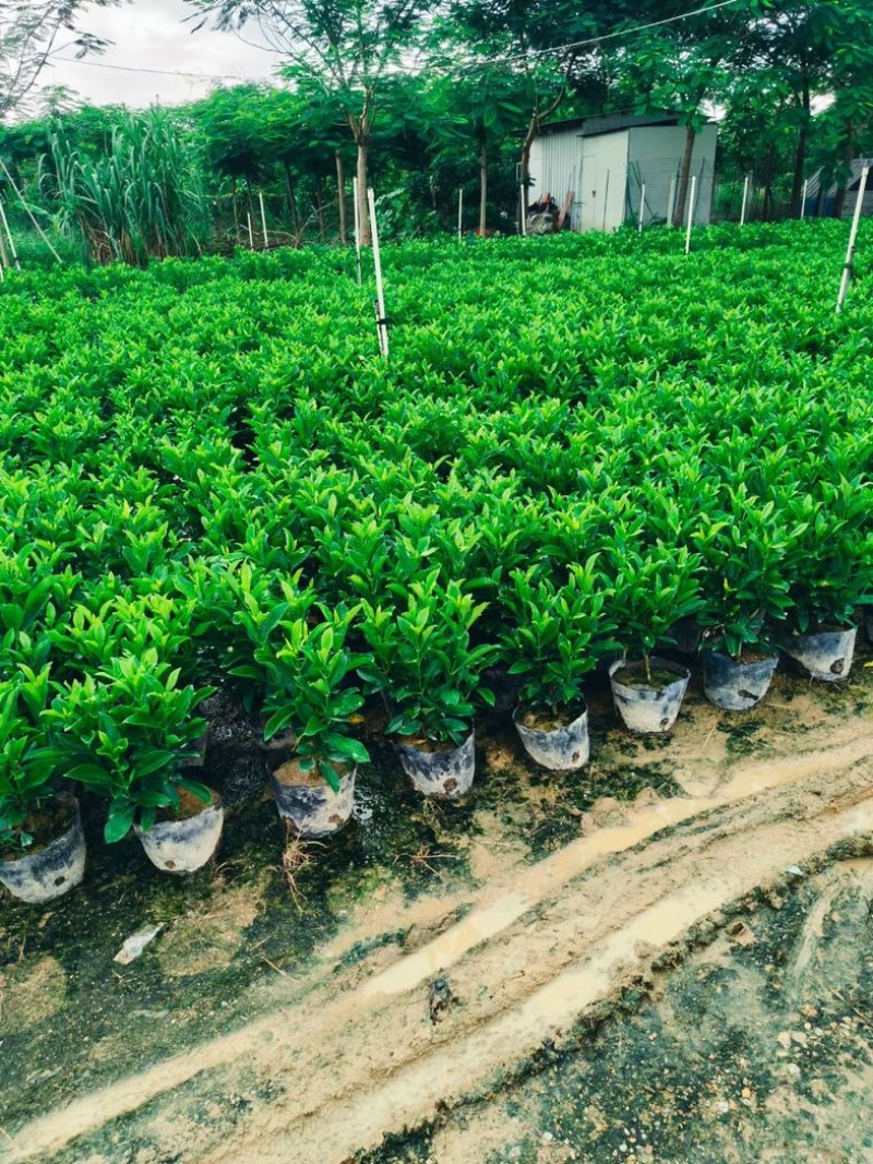 非洲茉莉小杯中杯布袋苗产地直发规格齐全质量保证
