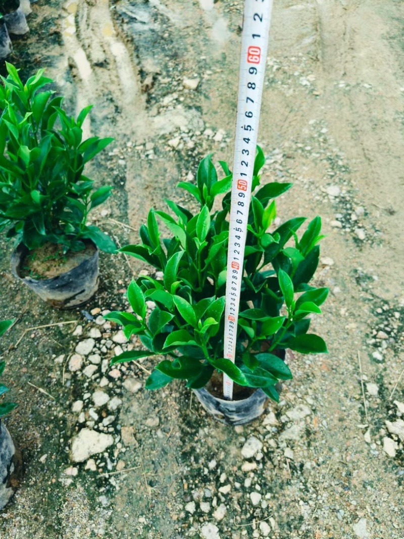 非洲茉莉小杯中杯布袋苗产地直发规格齐全质量保证