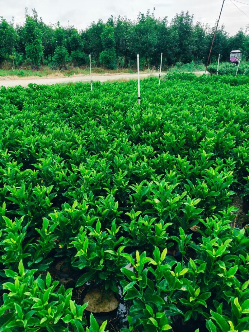 非洲茉莉小杯中杯布袋苗产地直发规格齐全质量保证