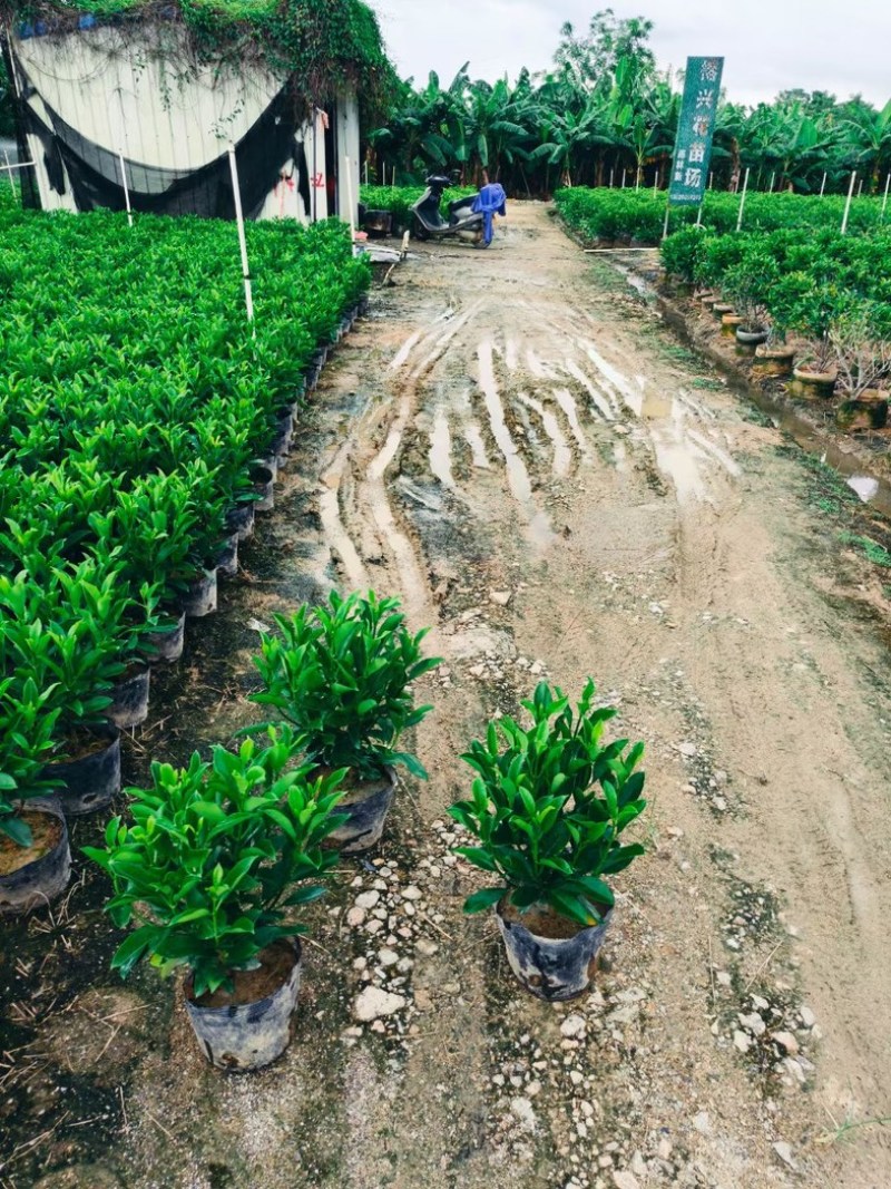 非洲茉莉小杯中杯布袋苗产地直发规格齐全质量保证