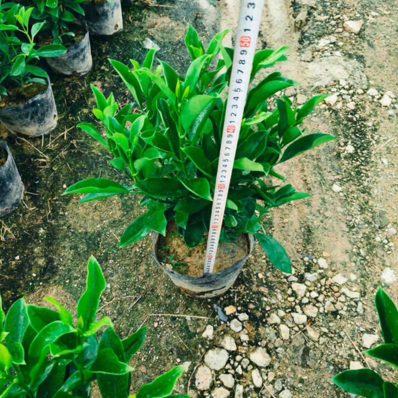 非洲茉莉小杯中杯布袋苗产地直发规格齐全质量保证
