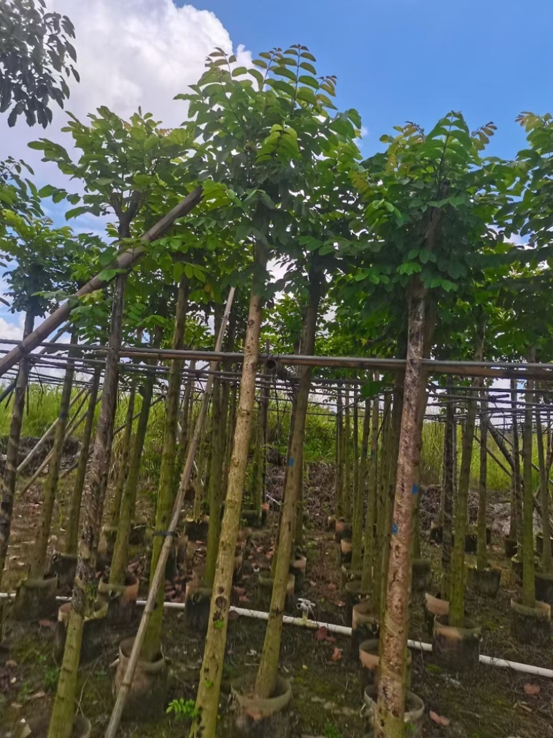 光杆火焰木5～15公分产地直发规格齐全质量保证