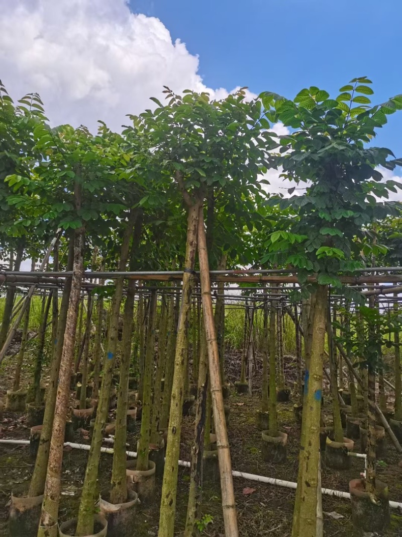 光杆火焰木5～15公分产地直发规格齐全质量保证