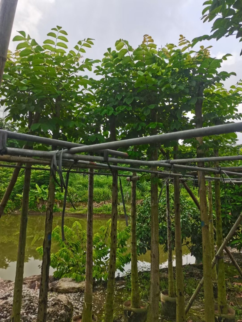 光杆火焰木5～15公分产地直发规格齐全质量保证
