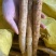 精品牛大力产地直发量大质优大牛中牛小牛小小牛大次牛