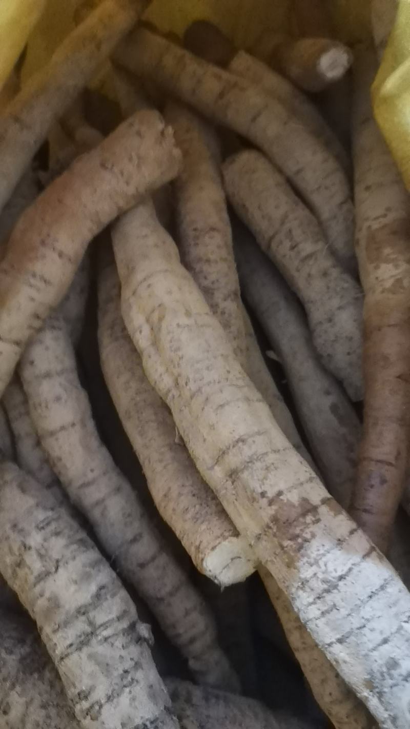 精品牛大力产地直发量大质优大牛中牛小牛小小牛大次牛