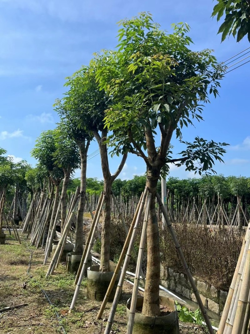 绣球紫花风铃木5～20公分产地直发规格齐全质量保证