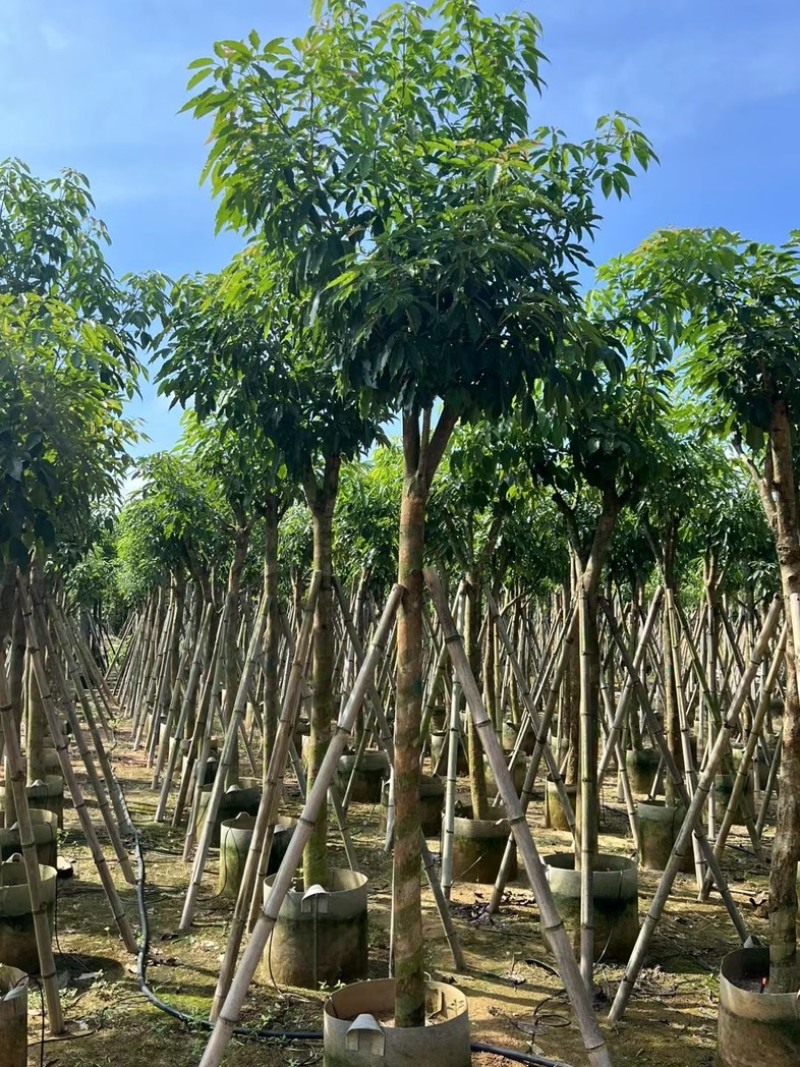 绣球紫花风铃木5～20公分产地直发规格齐全质量保证