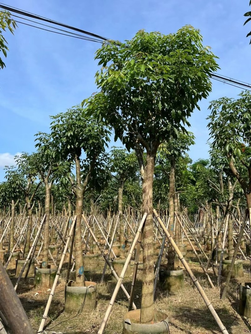 绣球紫花风铃木5～20公分产地直发规格齐全质量保证