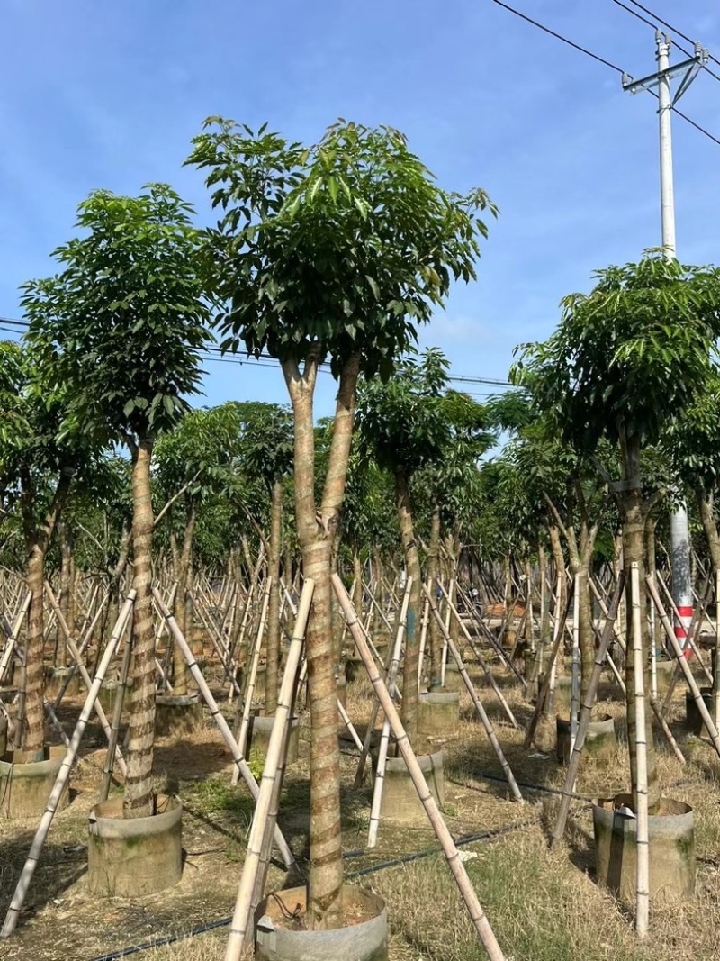 绣球紫花风铃木5～20公分产地直发规格齐全质量保证